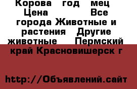 Корова 1 год 4 мец › Цена ­ 27 000 - Все города Животные и растения » Другие животные   . Пермский край,Красновишерск г.